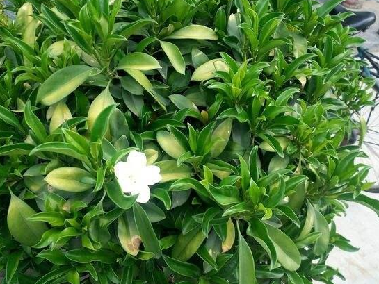 非洲茉莉养几年才能开花呢