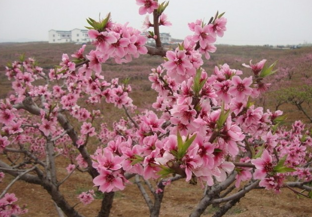 观赏桃树怎么养