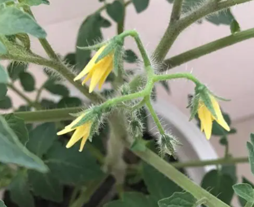 小西红柿发芽到开花要多久