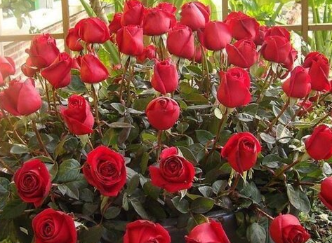 玫瑰花用普通的土种可以吗