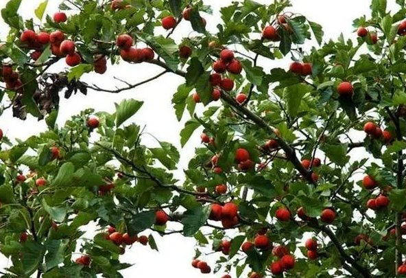山楂树的修剪时间和方法