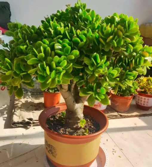 玉树小盆养还是大盆养