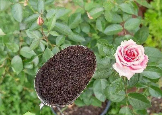 怎样用骨粉给花施肥