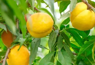 黄桃树的修剪法