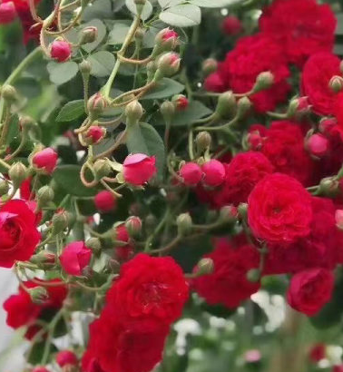 红木香花的缺点和不足