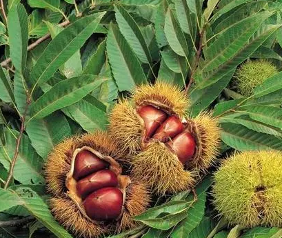 板栗树秋季施什么化肥