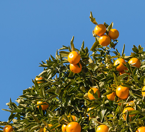 盆栽橘子树施什么肥料最好