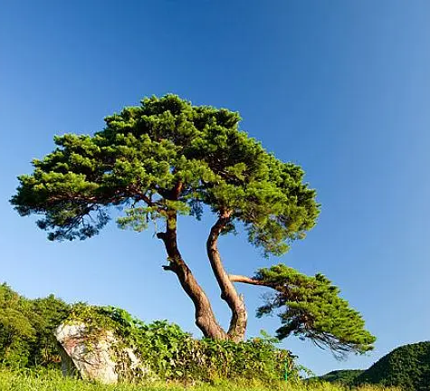 松树盆景换盆时间