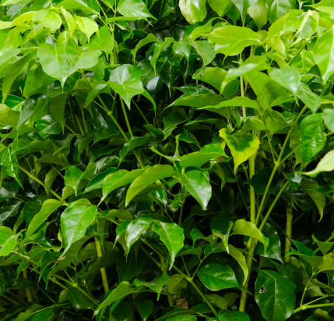 绿宝树长什么样子