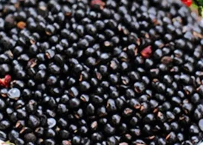 花椒里面的黑籽能吃吗