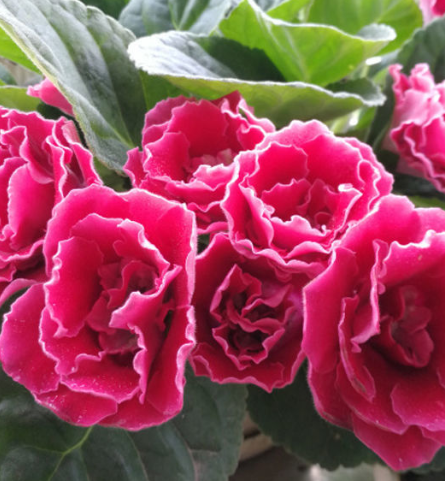 大岩桐芙蓉花好养吗