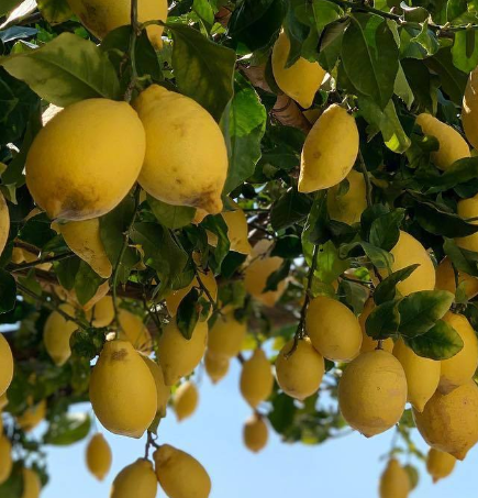 柠檬树冬天怎么养