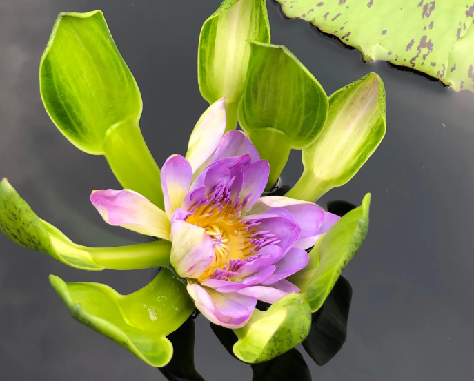 睡莲的花期有多长