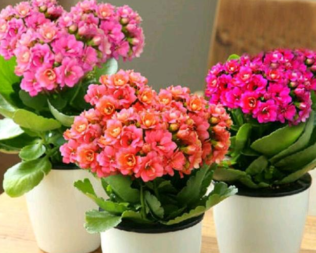 长寿花要用哪几种肥来施