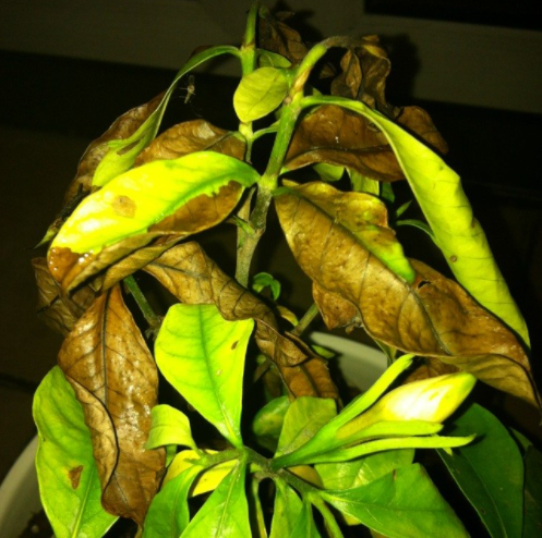 栀子花叶子不绿是什么原因