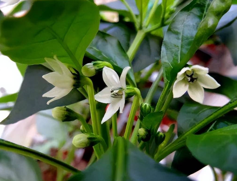 辣椒开花期间如何管理