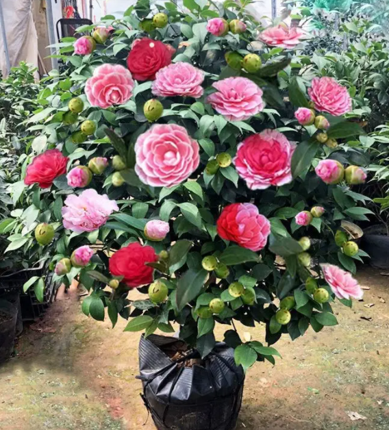 四季茶花可以在室内养吗