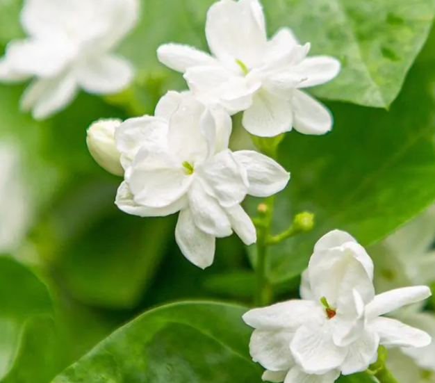 泡过的茶叶适合养什么花