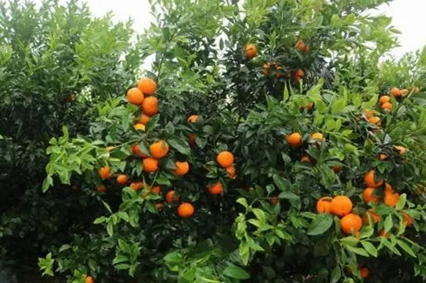 沃柑一棵树产量多少