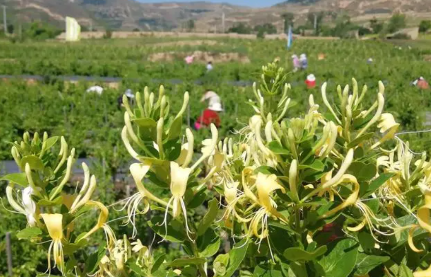金银花栽培种植技术