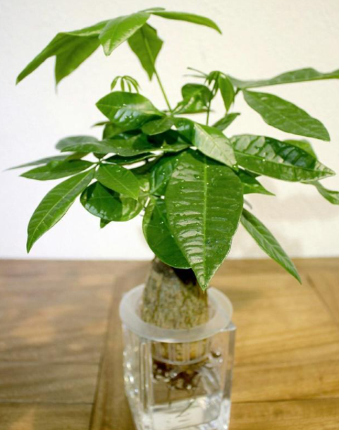 发财树的养护事项