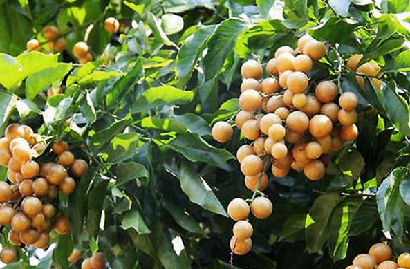 黄皮果树施什么肥比较好