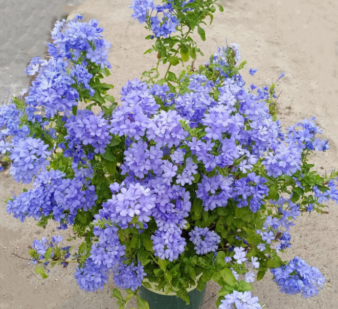蓝雪花盆栽用多大盆