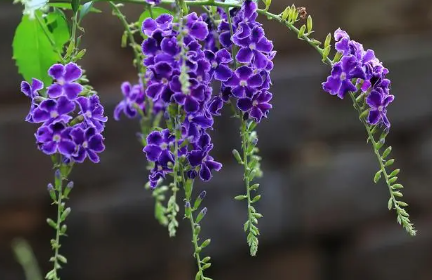 蕾丝金露花的风水禁忌