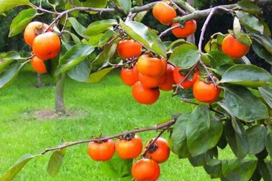 柿子树浇水正确方法