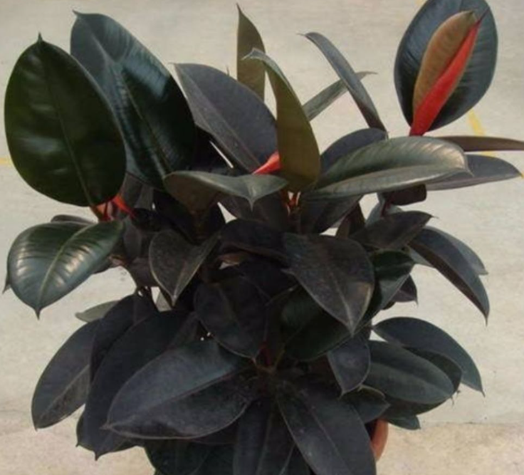 橡皮树哪个品种好