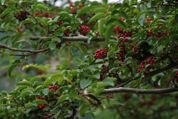 花椒属于经济作物吗