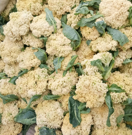 花菜有几种颜色