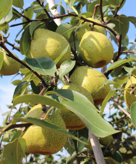 梨树移栽后多少时间怎样看出已活