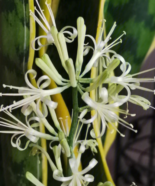 虎皮兰开花有毒吗?