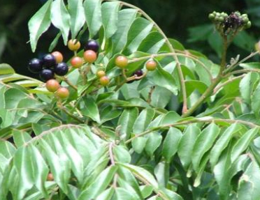 咖喱树怎么种植