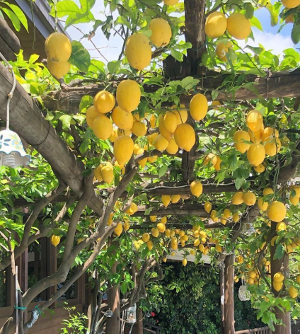 柠檬树缺水特征