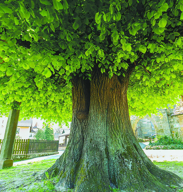 榆树老桩值钱吗