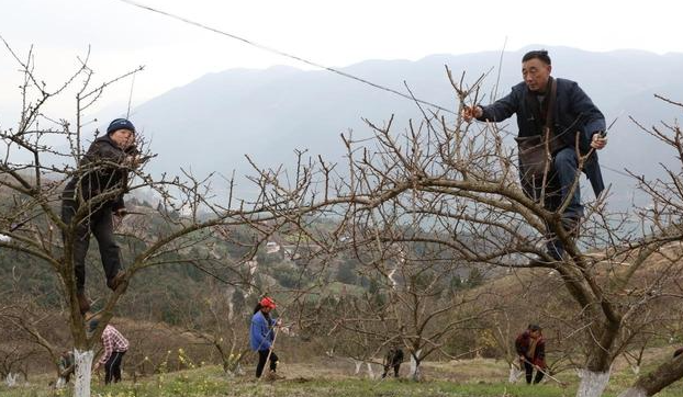 三年的李子树怎么修剪