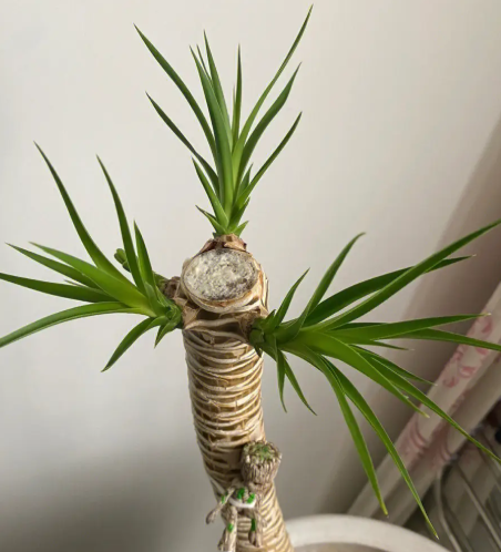 龙血树浇水用浇透吗