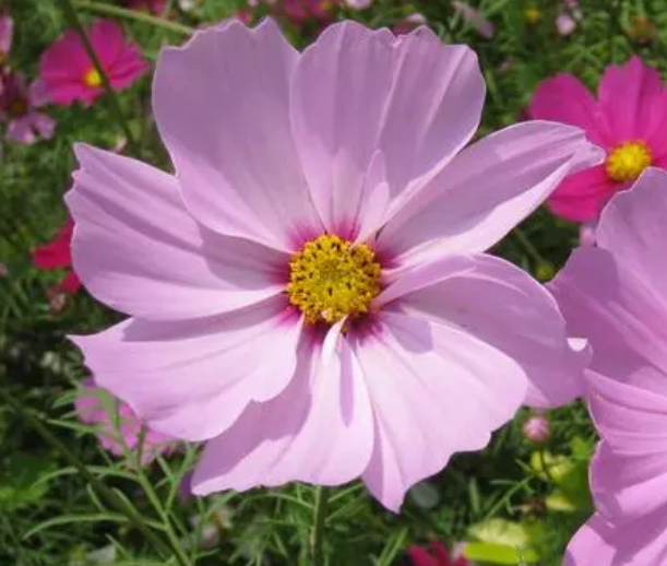 波斯菊怎样种开花不断啊