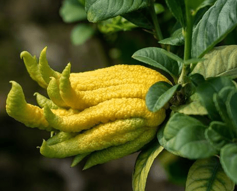 养佛手花有什么好处