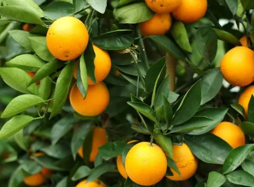 橙子树有刺吗