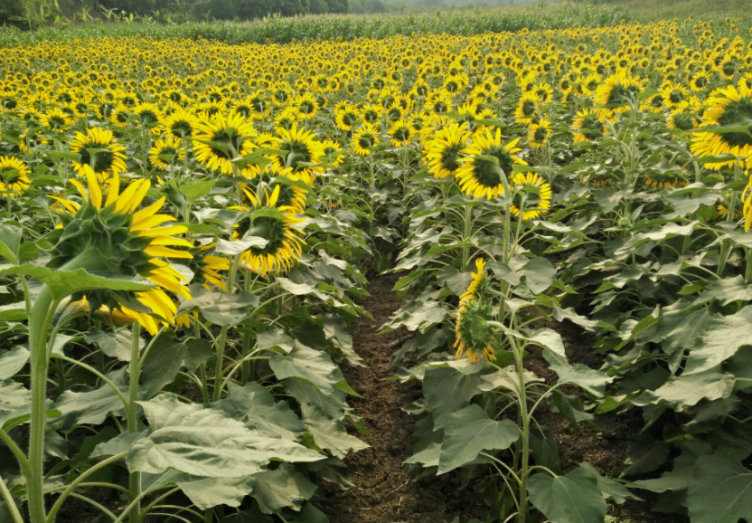 葵花种植利润