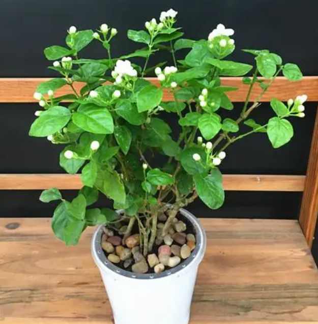 茉莉花用什么花盆