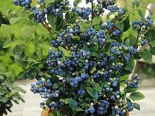 8年蓝莓树需要多大的盆