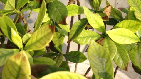 栀子花叶子发黑干枯是什么原因