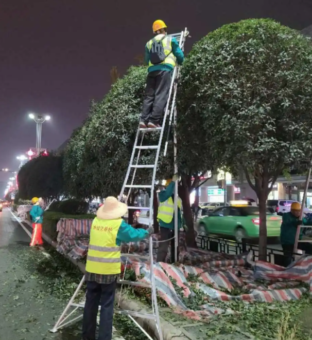 三米高的桂花树如何修剪
