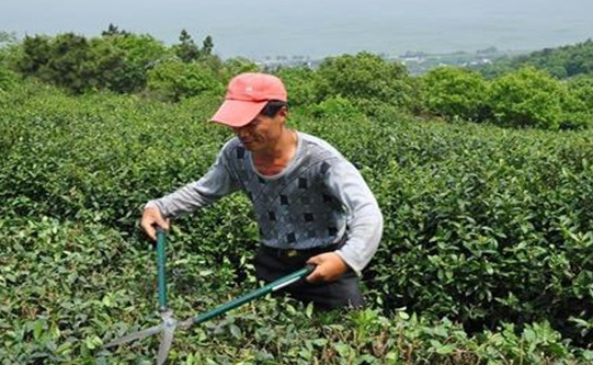 茶树的修剪技术及标准