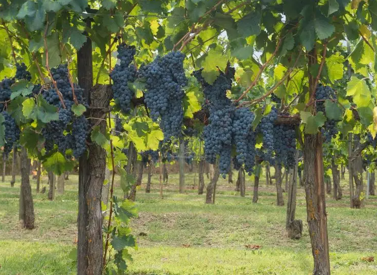 葡萄树最怕什么东西