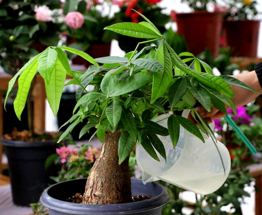 发财树要怎么浇水